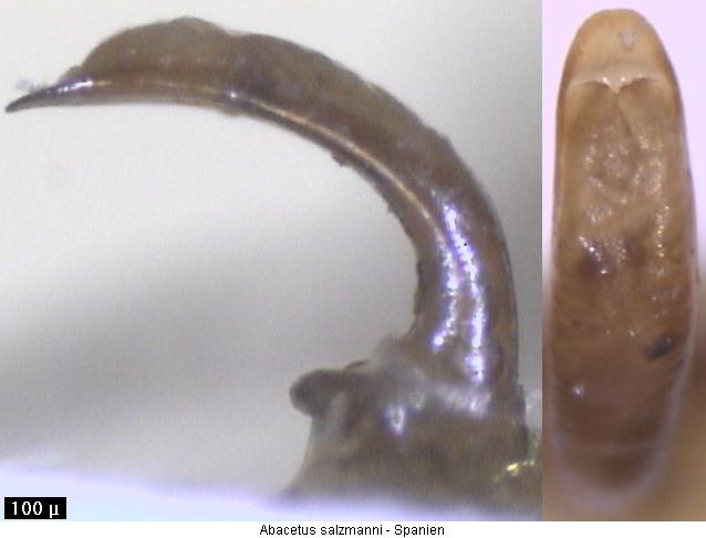 abacetus_salzmanni.jpg