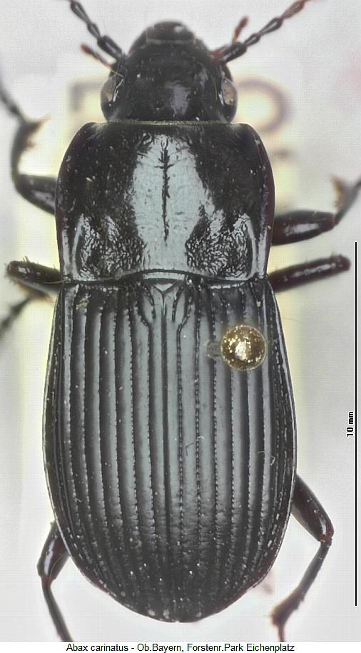 abax_carinatus_hab.jpg