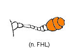 abb030.gif