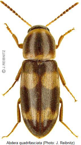 abdera_quadrifasciata_hab2.jpg