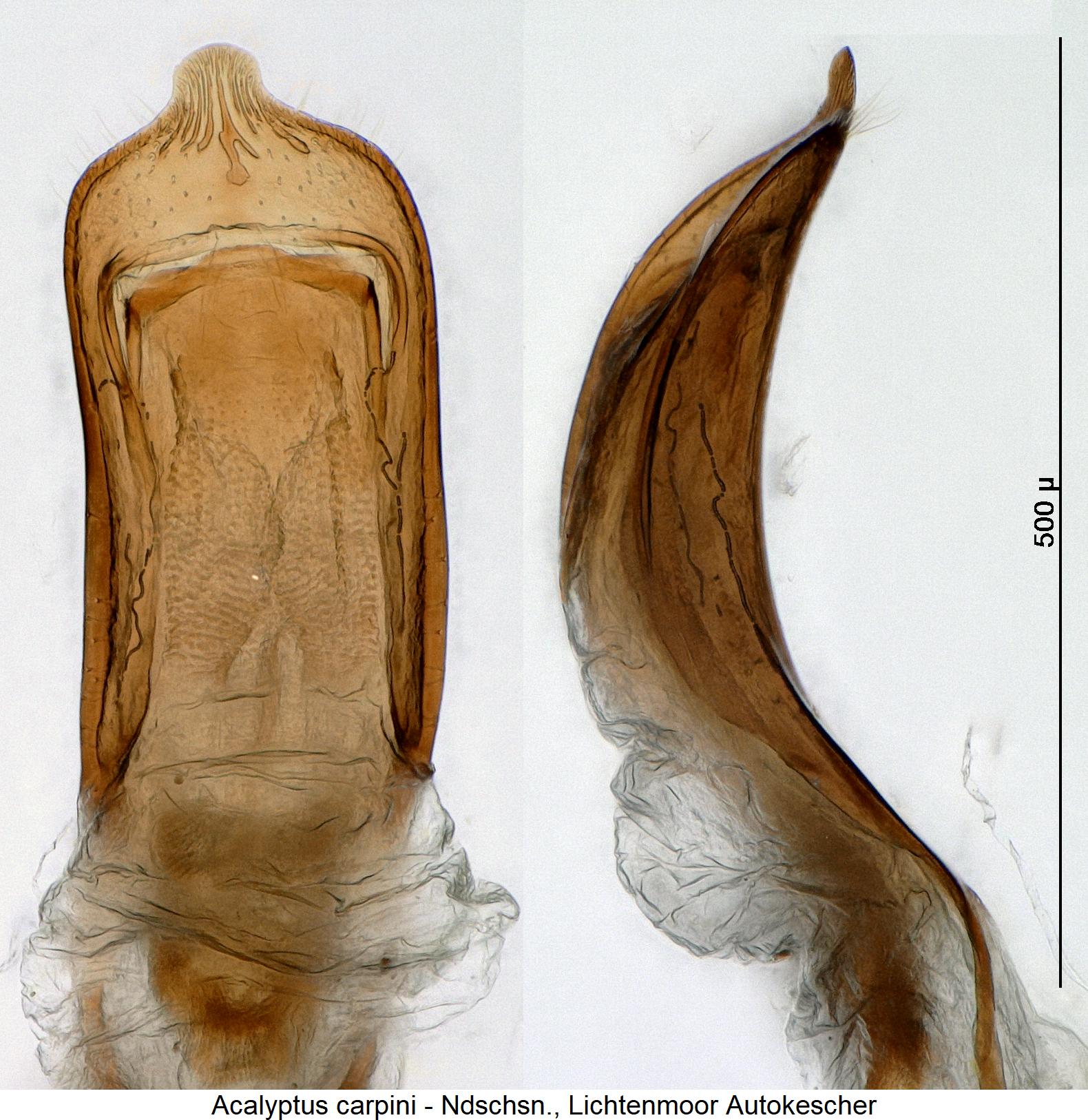 acalyptus_carpini.jpg