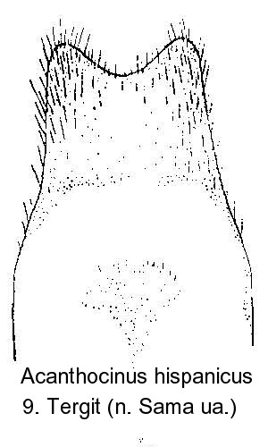 acanthocinus_hispanicus_tergit9.jpg