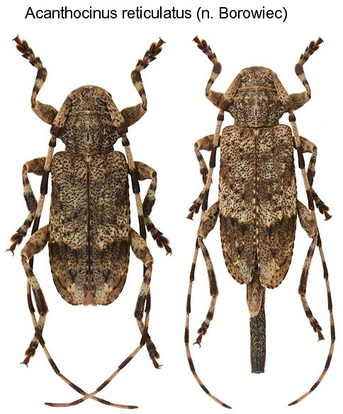 acanthocinus_reticulatus.jpg