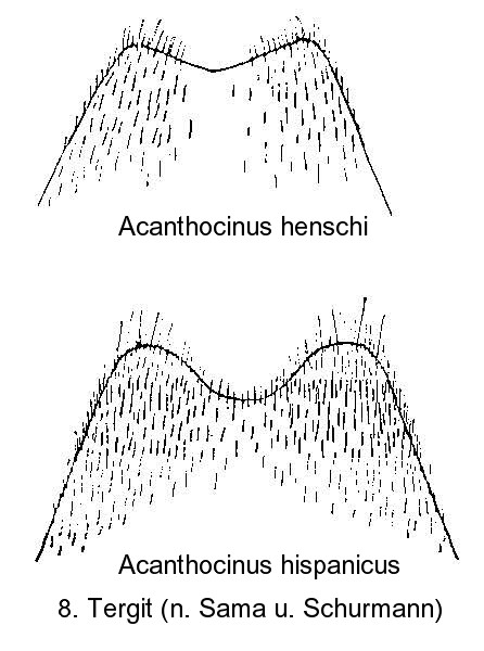 acanthocinus_tergit8.jpg
