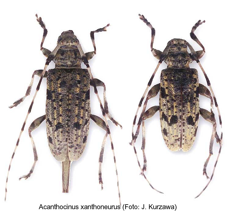 acanthocinus_xanthoneurus.jpg