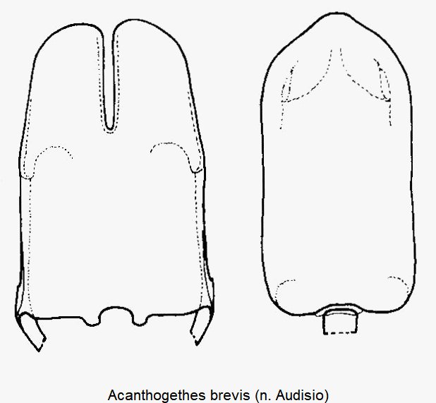 acanthogethes_brevis.gif