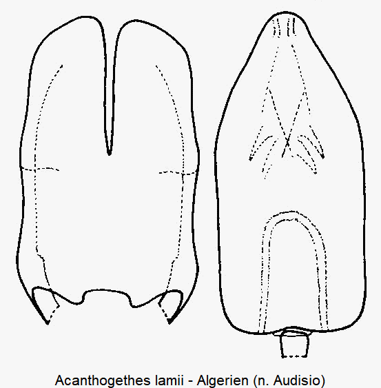 acanthogethes_lamii2.gif