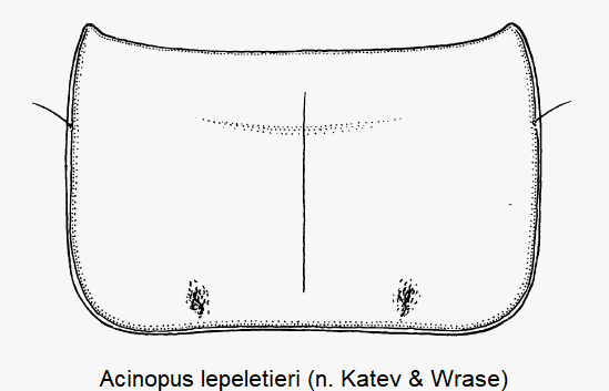 acinopus_lepeletieri_hsch.gif