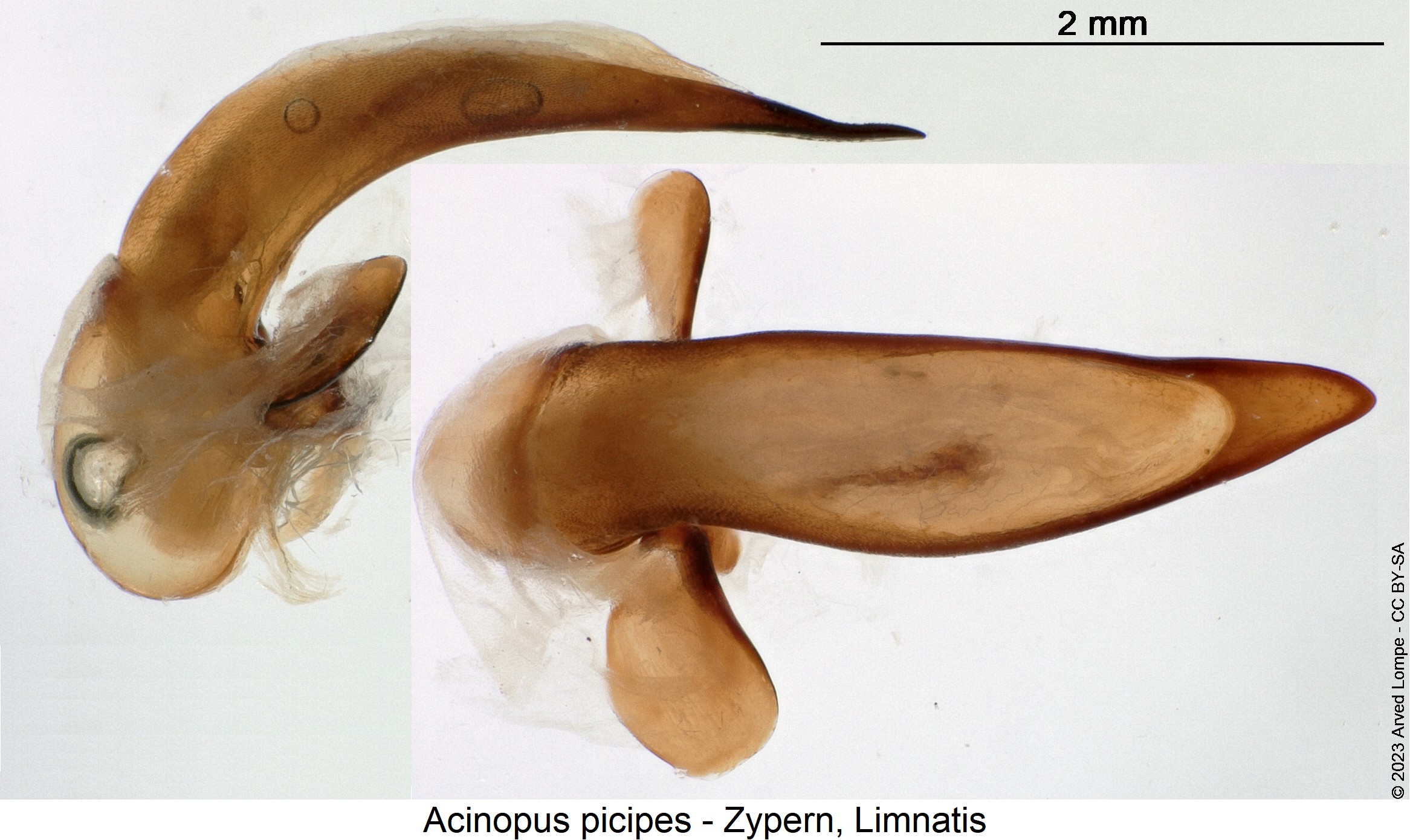 acinopus_picipes1.jpg