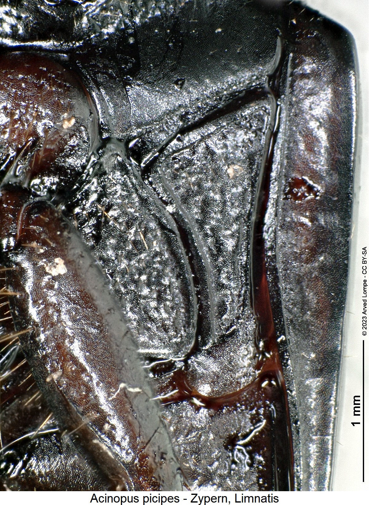 acinopus_picipes_hbr.jpg