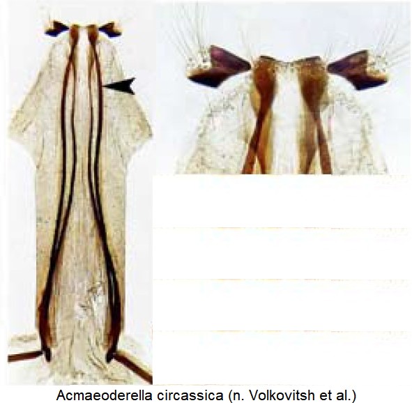 acmaeoderella_circassica_ovi.jpg