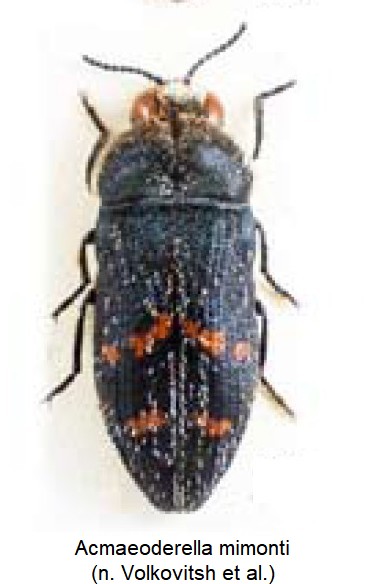 acmaeoderella_mimonti_hab.jpg