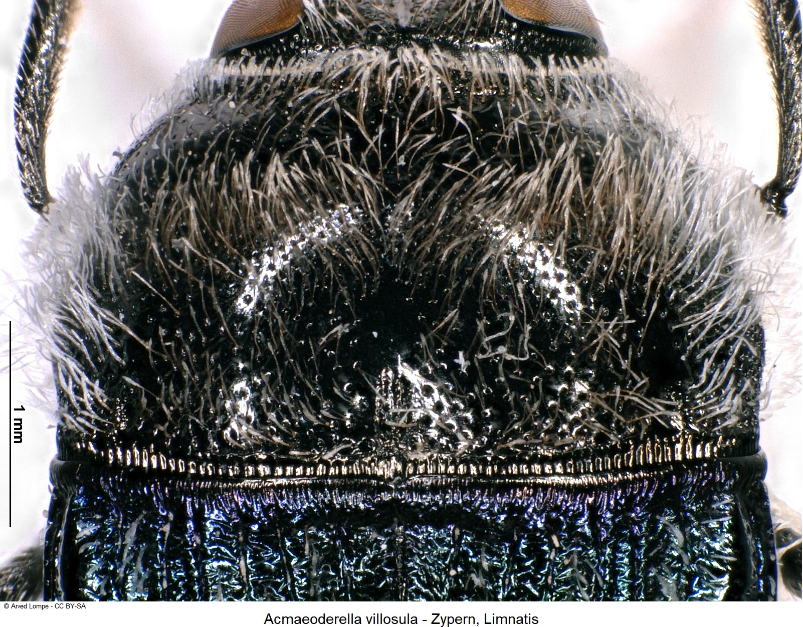 acmaeoderella_villosula_ck34306879_hsch.jpg