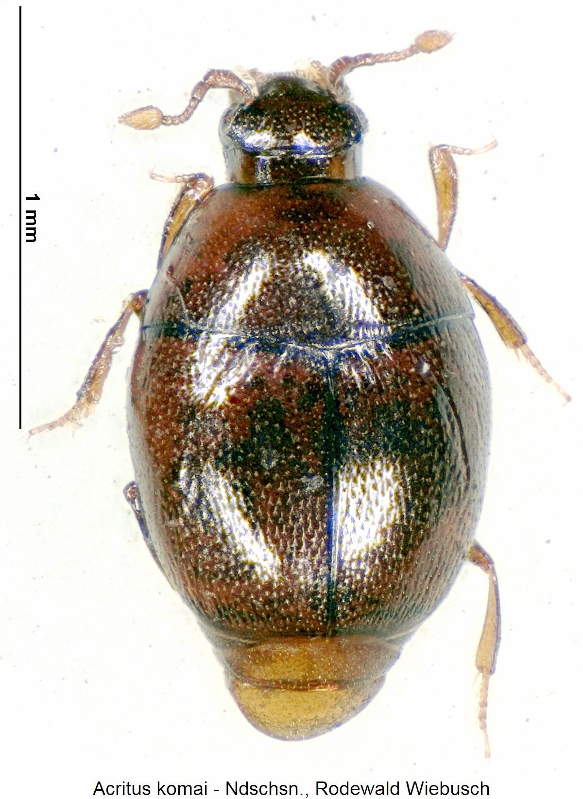 acritus_komai_hab.jpg