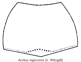 acritus_nigricornis_hsch.gif
