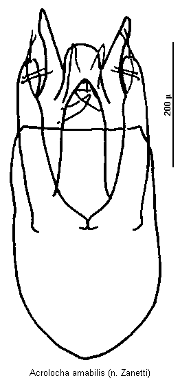 acrolocha_amabilis.gif