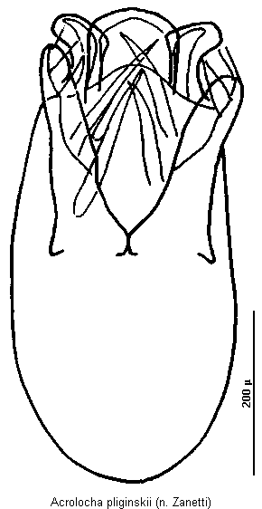 acrolocha_pliginskii.gif
