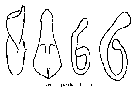 acrotona_parvula.gif