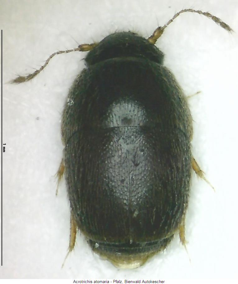 acrotrichis_atomaria_hab.jpg