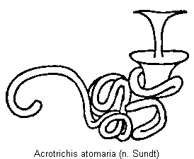 acrotrichis_atomaria_sperm.gif