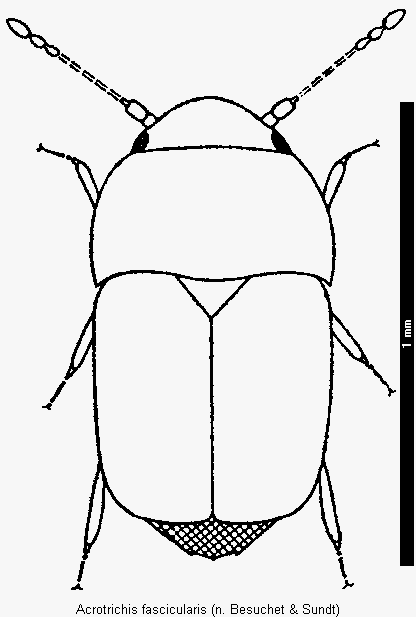 acrotrichis_fascicularis_hab.gif