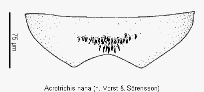 acrotrichis_nana_ster.gif