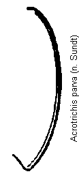 acrotrichis_parva_hsch.gif