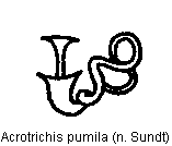 acrotrichis_pumila_sperm.gif