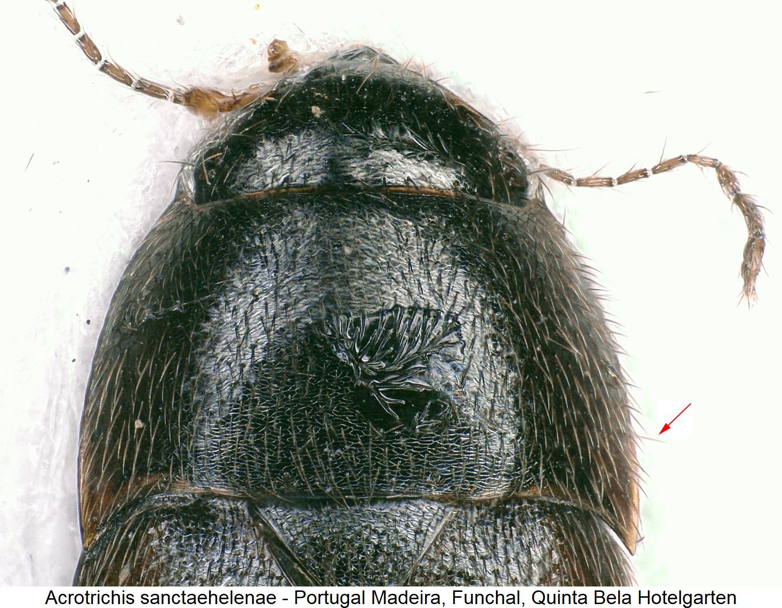 acrotrichis_sanctaehelenae_vk.jpg