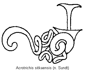 acrotrichis_sitkaensis_sperm.gif