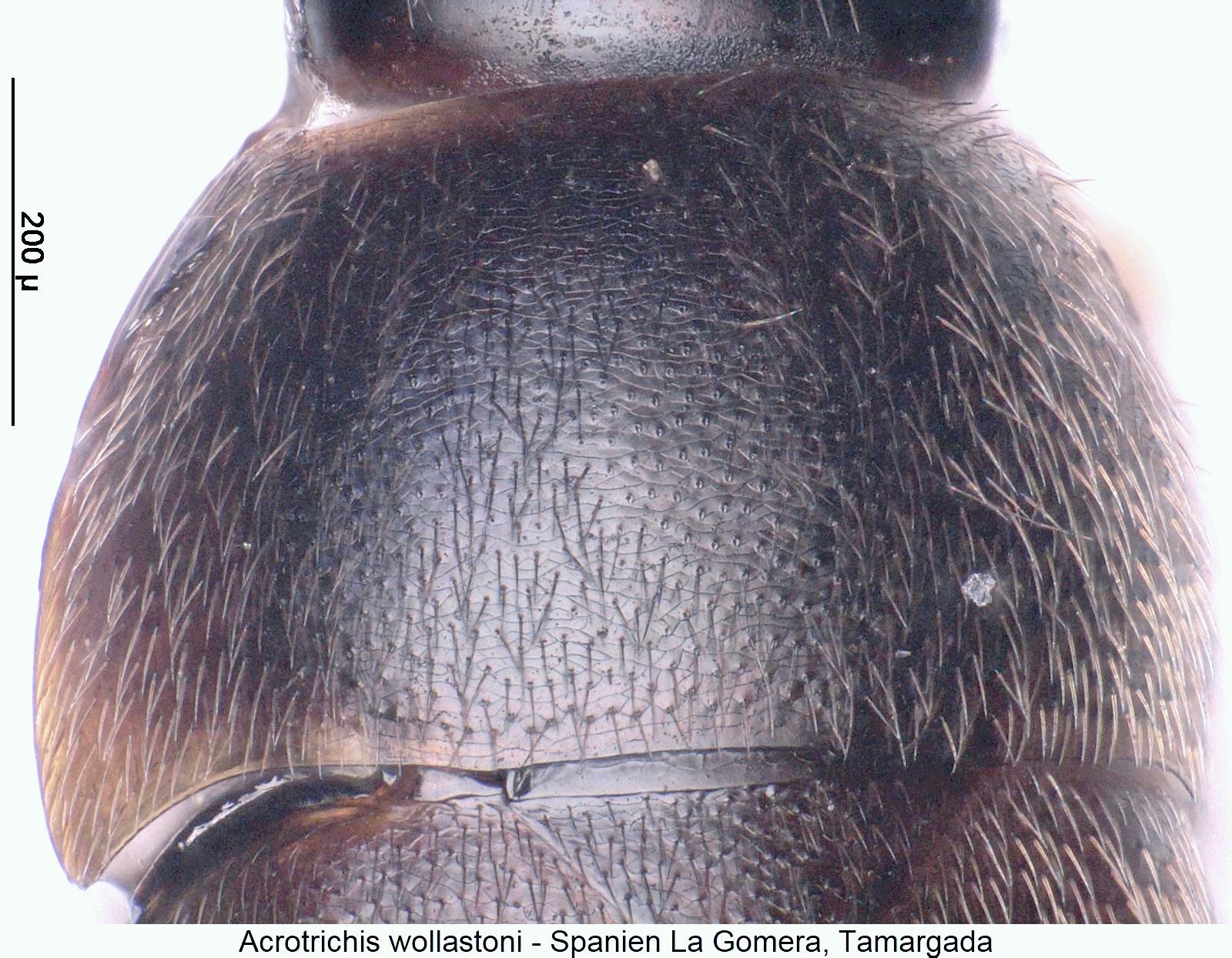 acrotrichis_wollastoni_hsch.jpg