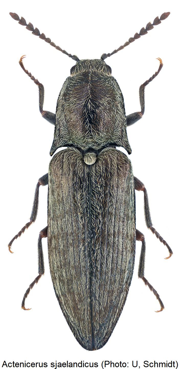 actenicerus_sjaelandicus_hab.jpg