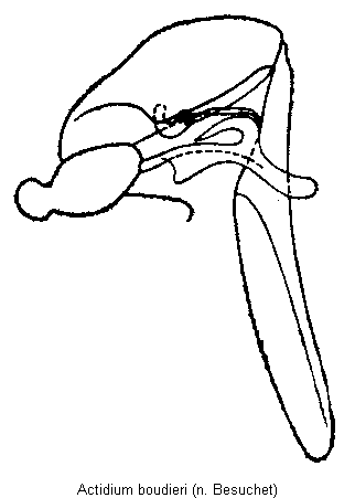 actidium_boudieri_hb.gif