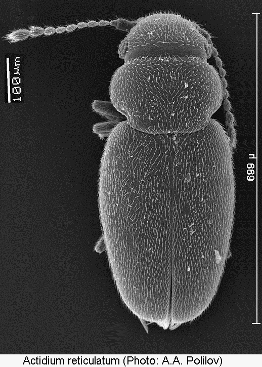 actidium_reticulatum_hab.gif