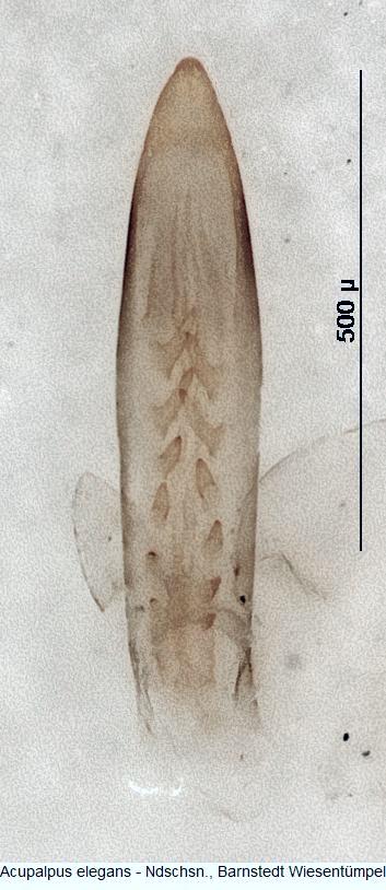 acupalpus_elegans2.jpg