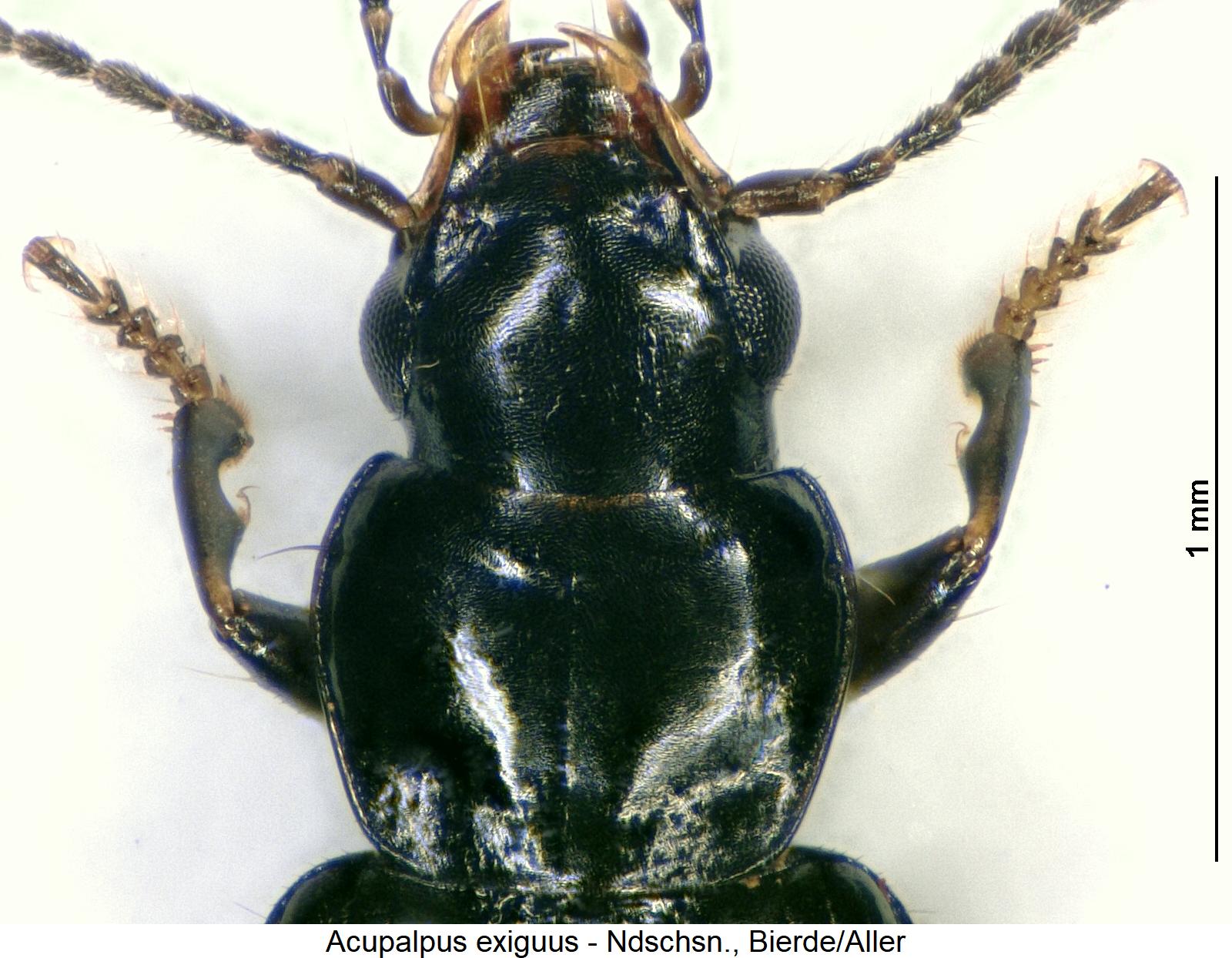 acupalpus_exiguus_vk.jpg