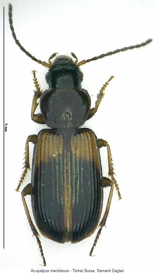 acupalpus_meridianus_hab.jpg