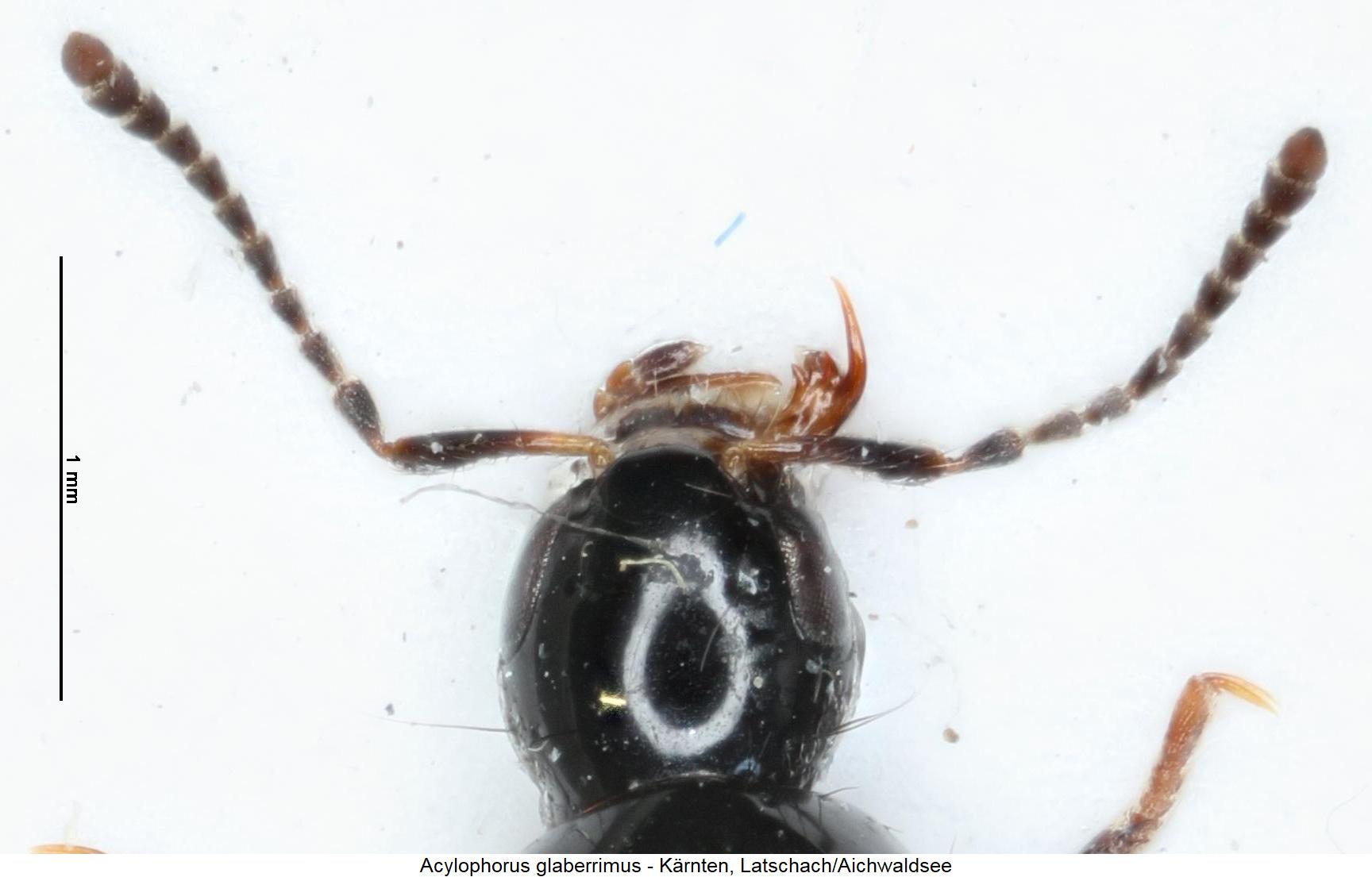 acylophorus_glaberrimus_f.jpg