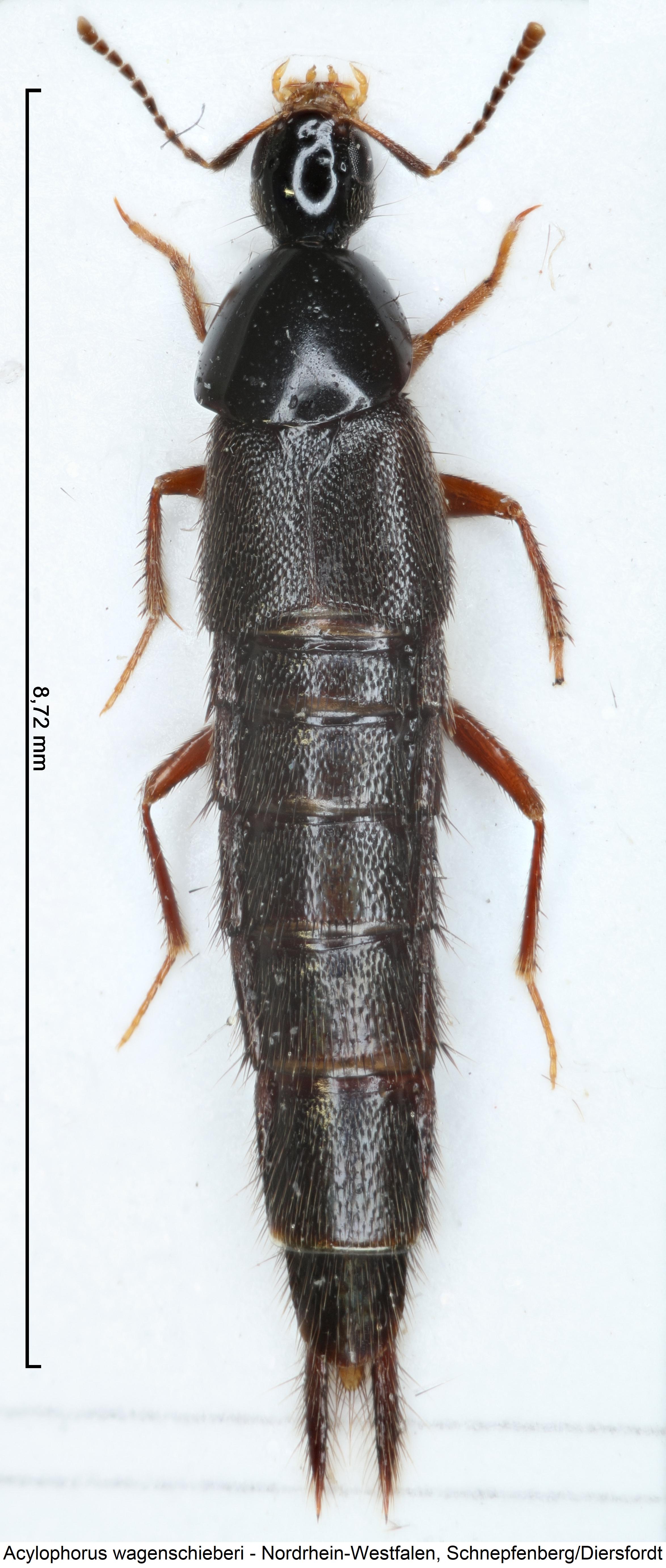 acylophorus_wagenschieberi_hab.jpg