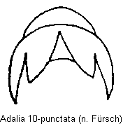 adalia_decempunctata_tr.gif