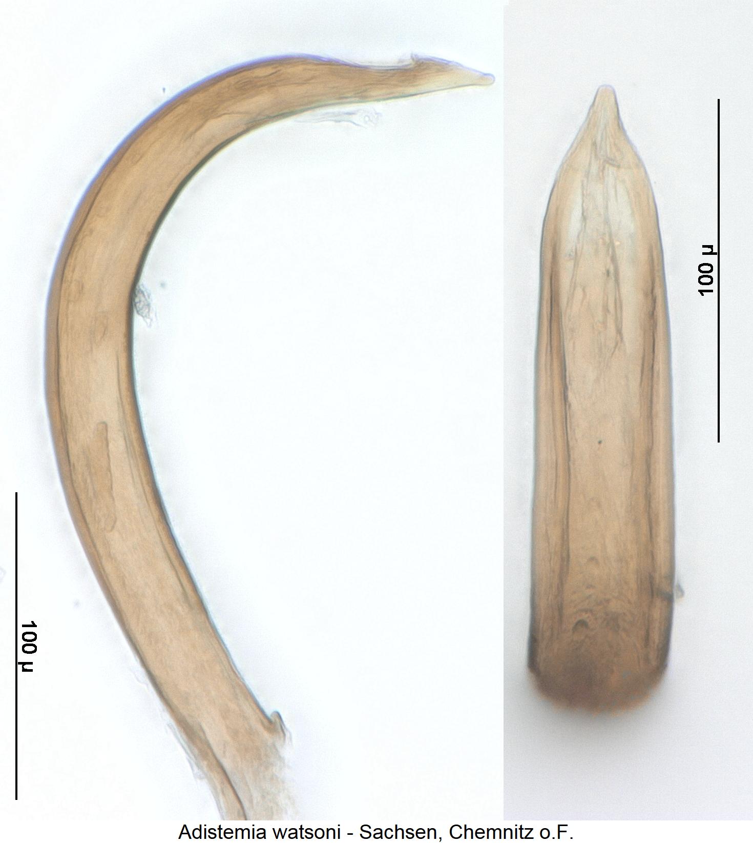 adistemia_watsoni.jpg