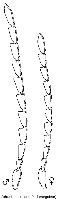 adrastus_axillaris_f.gif