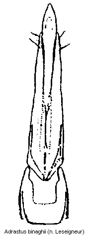 adrastus_binaghii.gif