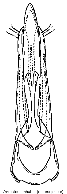 adrastus_limbatus.gif