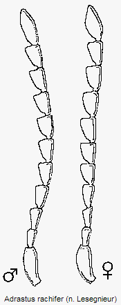 adrastus_rachifer_f.gif