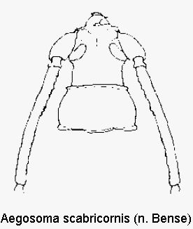 aegosoma_scabricornis_vk.gif