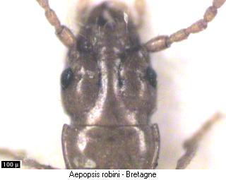 aepopsis_robini_k.jpg