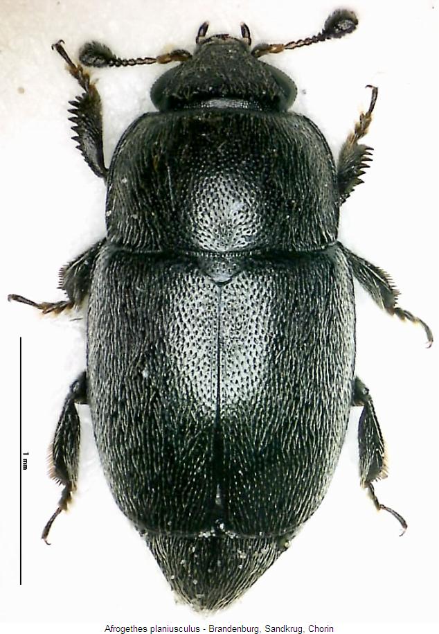 afrogethes_planiusculus_hab.jpg