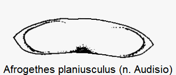 afrogethes_planiusculus_ster.gif