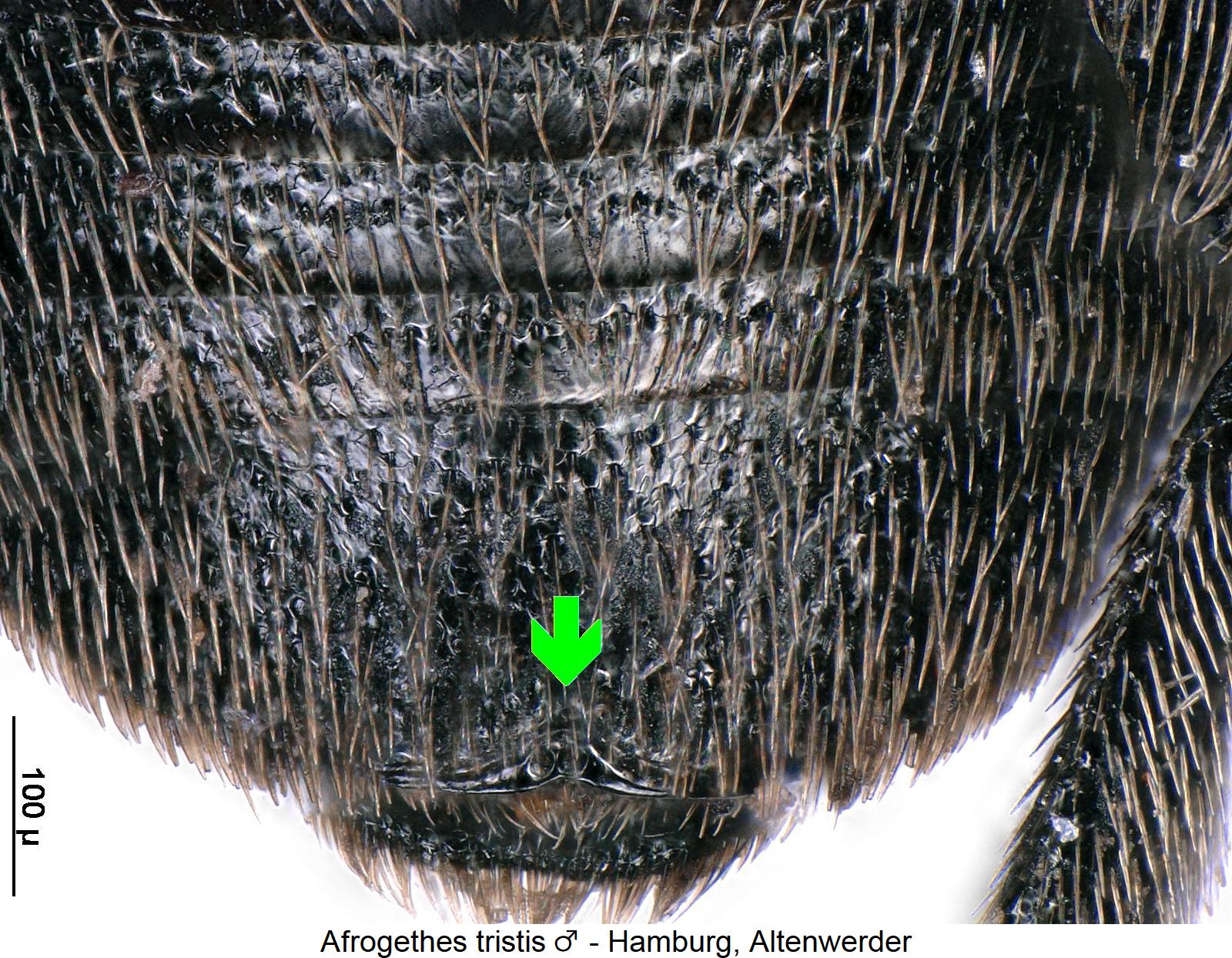 afrogethes_tristis_m_ter.jpg